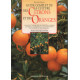 Guide complet de la culture des citrons et des oranges