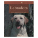 Labradors : bien les comprendre et bien les soigner