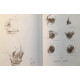 Grand Cours d'Anatomie Artistique : Hommes Animaux anatomie comparée