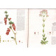Herbier de la provence et du Languedoc-Roussillon (118 planches...