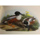 Les oiseaux d'europe / 2 tomes / reproductions en couleurs de John...