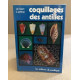 Coquillages des Antilles