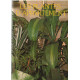 Les plantes d'appartement