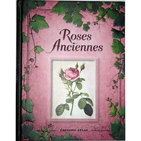 Roses anciennes