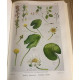 FLORE COMPLETE ILLUSTREE EN COULEURS DE FRANCE SUISSE ET BELGIQUE...