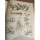 FLORE COMPLETE ILLUSTREE EN COULEURS DE FRANCE SUISSE ET BELGIQUE...