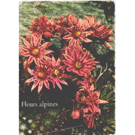 Fleurs alpines
