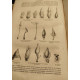 Botanique cryptogamique ou histoire des famiiles naturelles des...