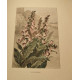 Le Livre des Fleurs. Ouvrage orné de 80 compositions en couleurs...