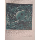 Un mangeur d'opium (extrait des Paradis Artificiels) -...