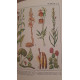 Quelle est donc cette fleur ? - 600 plantes reconnues facilement...